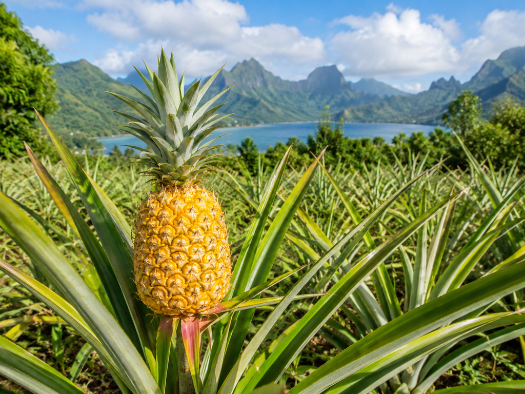 Ananas de Moorea