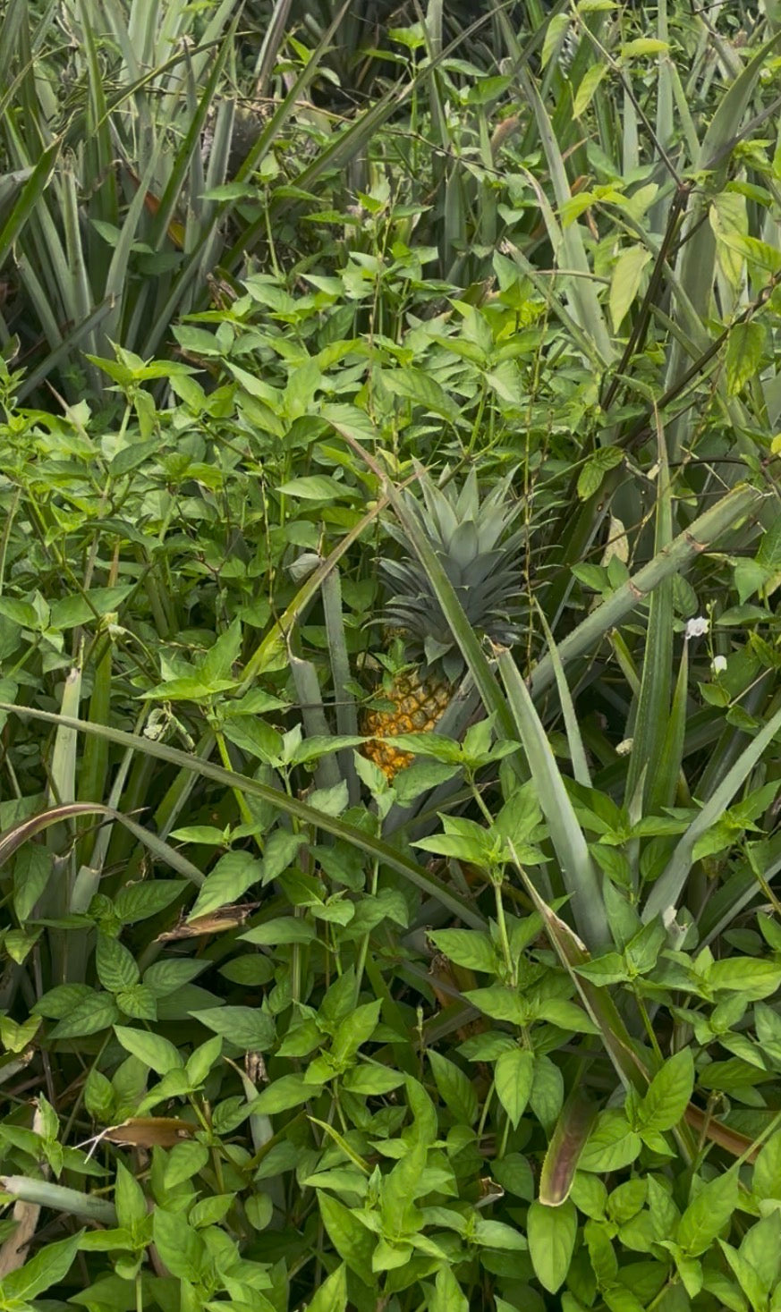 Ananas de Moorea
